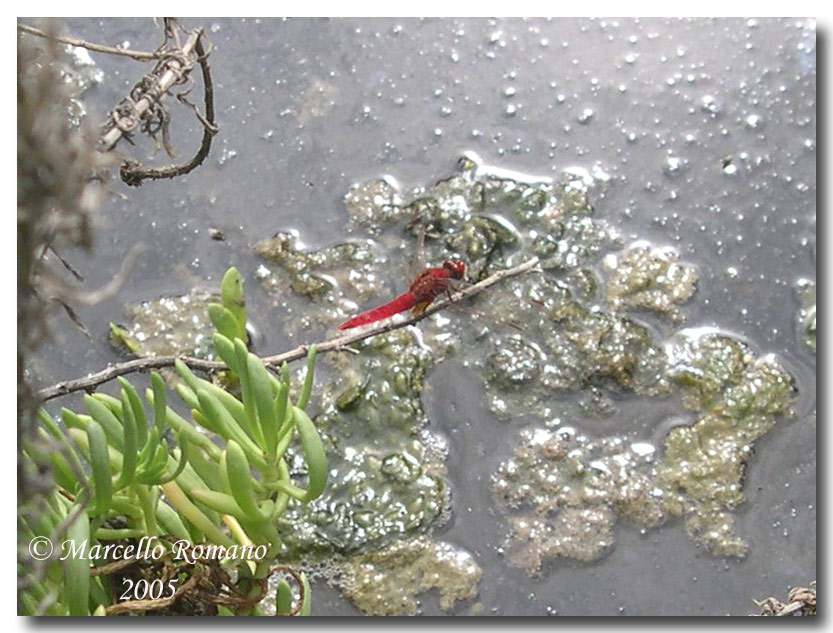 Sympetrum fonscolombii a Lampedusa